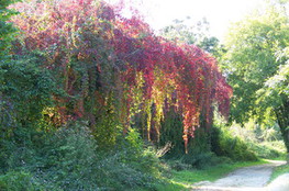 Instant NATURE