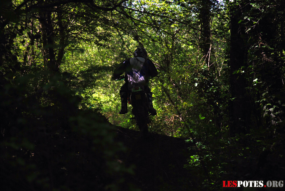 Photographie : Dans les bois