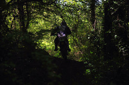 Dans les bois