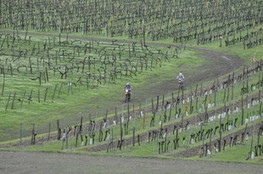 Vignes