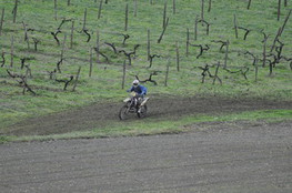 Vignes virage
