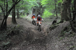 Bois mont&eacute;e marshalls