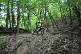 Bois mont&eacute;e