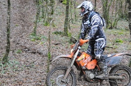 dans les bois