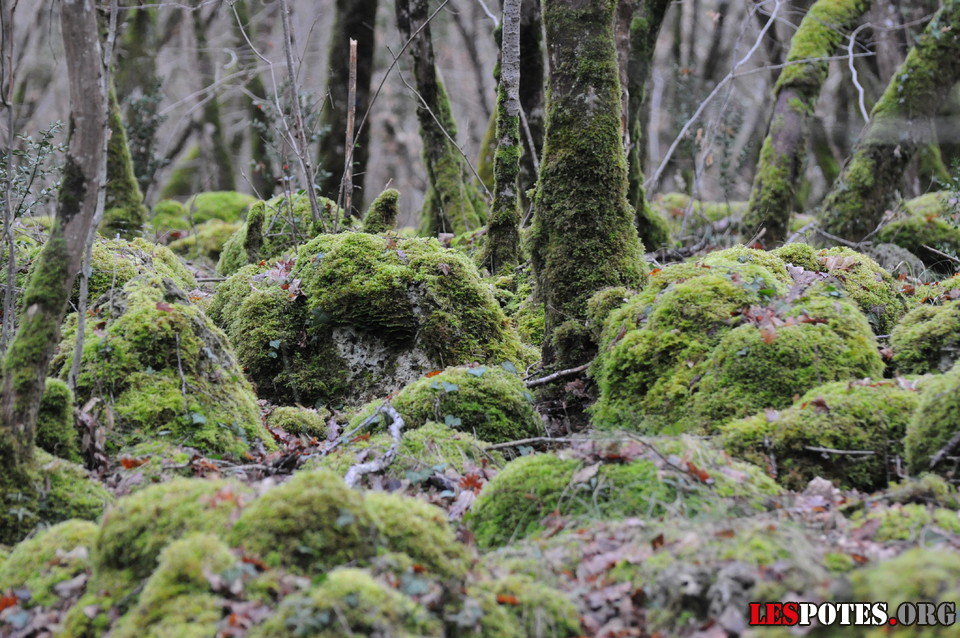 Photographie : mousse et pierres