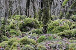 mousse et pierres