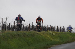Vignes