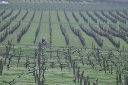 Vignes