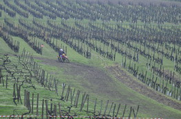 Vignes virage