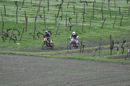 Vignes