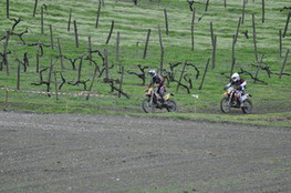 Vignes