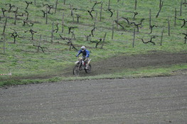 Vignes