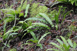 sous-bois tr&egrave;s humide