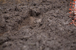 sp&eacute;ciale 2, orni&egrave;re