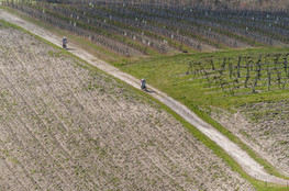 Dans les vignes